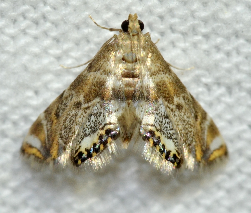Petrophila