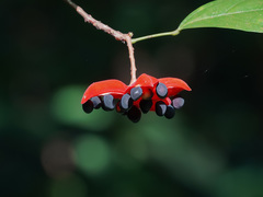Sterculia parviflora