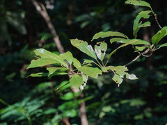 Sterculia parviflora