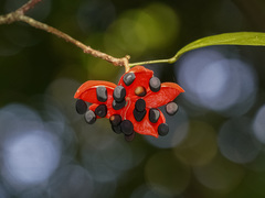 Sterculia parviflora