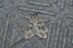 Operophtera japonaria
