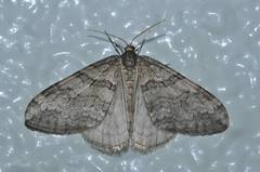 Operophtera relegata