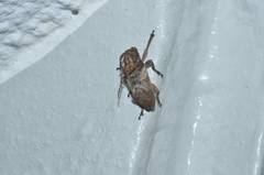 Pterolophia annulata