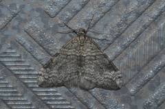 Operophtera relegata