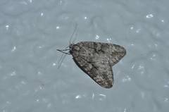 Operophtera japonaria