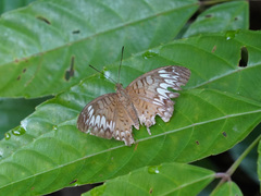 Adoliadini