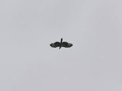 Nisaetus cirrhatus limnaeetus