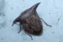 Alcimocoris coronatus