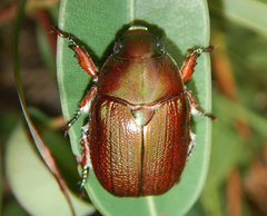 Anoplognathus multiseriatus