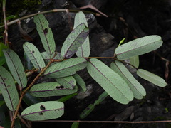 Cryptolepis sinensis