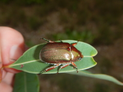 Anoplognathus multiseriatus