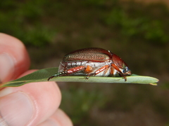 Anoplognathus multiseriatus