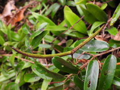 Cryptolepis sinensis