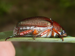 Anoplognathus multiseriatus