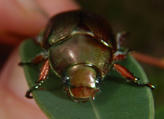 Anoplognathus multiseriatus