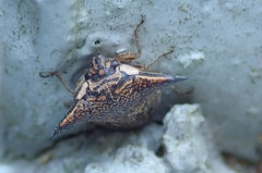 Alcimocoris coronatus