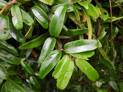 Cryptolepis sinensis