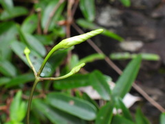 Cryptolepis sinensis