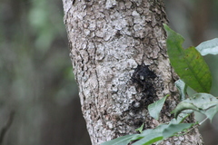 Metopium brownei