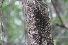 Metopium brownei