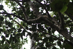Metopium brownei