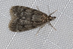 Scoparia penumbralis
