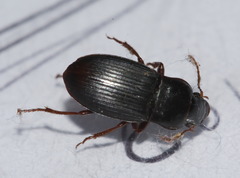 Harpalus atratus