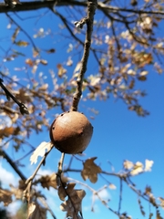 Andricus quercustozae