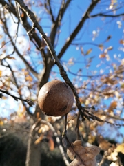 Andricus quercustozae