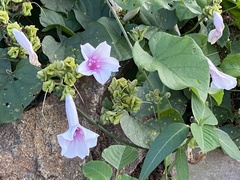 Ipomoea staphylina