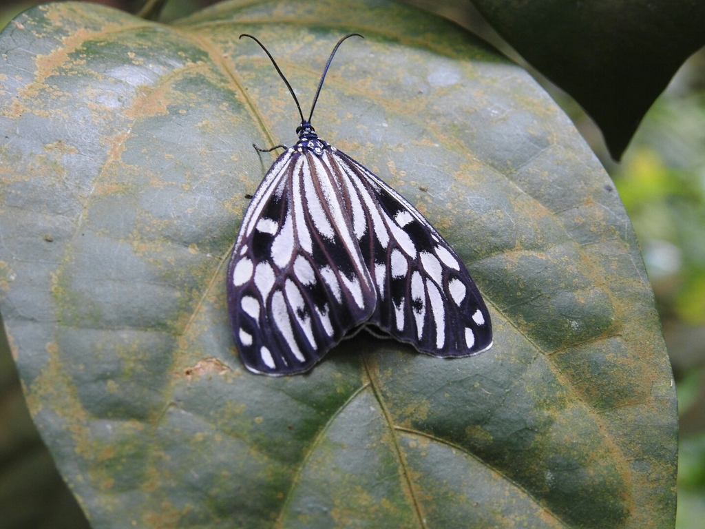 Cyclosia pieridoides