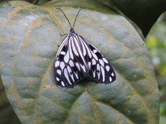 Cyclosia pieridoides