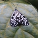 False Idea Moth - Photo (c) Peter Chua, some rights reserved (CC BY-NC), uploaded by Peter Chua