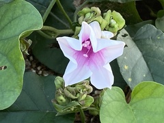 Ipomoea staphylina