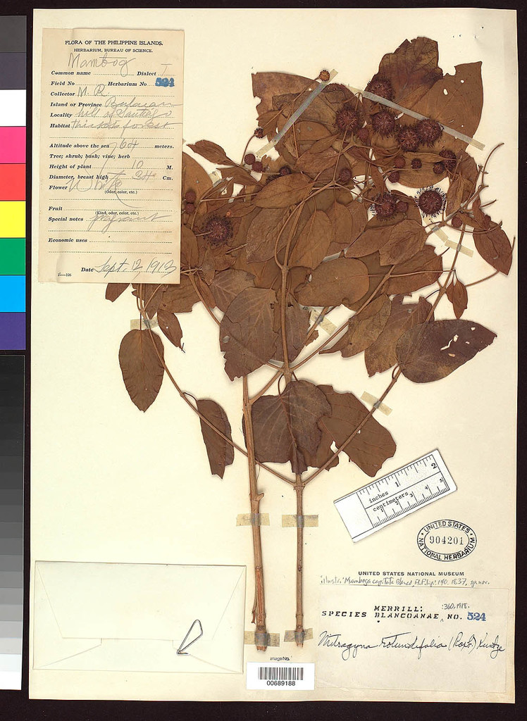 Mitragyna diversifolia