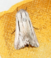 Ectochela nigrilineata