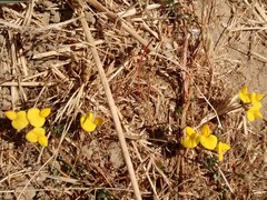 Lotus angustissimus