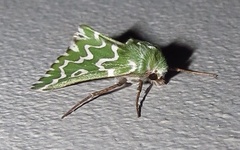 Drepanogynis bifasciata