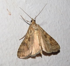 Nomophila africana