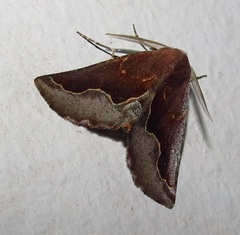 Drepanogynis ectoglauca