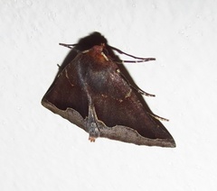 Drepanogynis ectoglauca