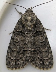 Acronicta tristis