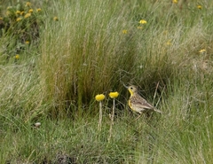 Hemimacronyx chloris