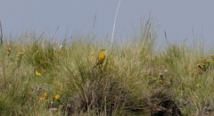 Hemimacronyx chloris