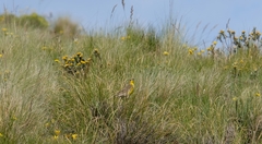 Hemimacronyx chloris