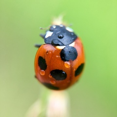 Coccinella septempunctata