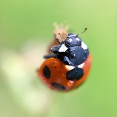 Coccinella septempunctata