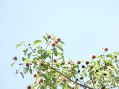 Mitragyna parvifolia