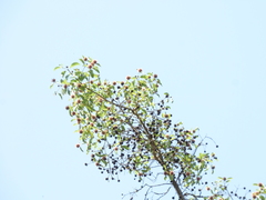 Mitragyna parvifolia