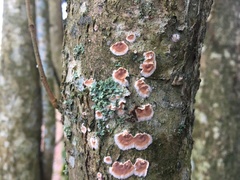 Cylindrobasidium evolvens